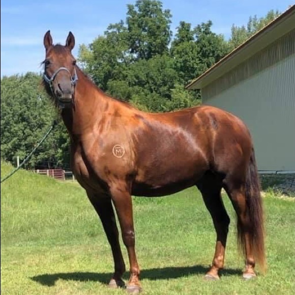 Meet your Posher, Candace - Picture 5 of 6